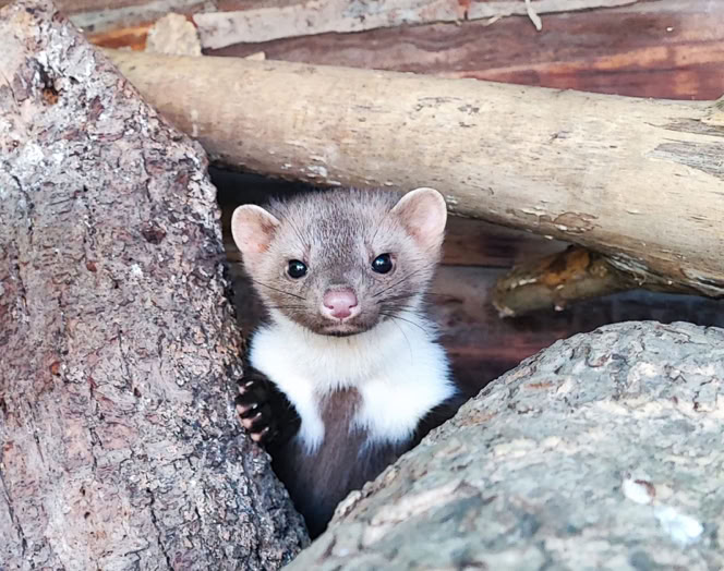 Marder schaut zwischen Steinen heraus