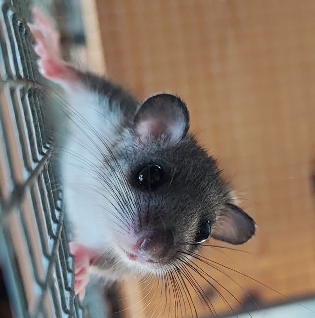 Siebenschläfer am Käfiggitter