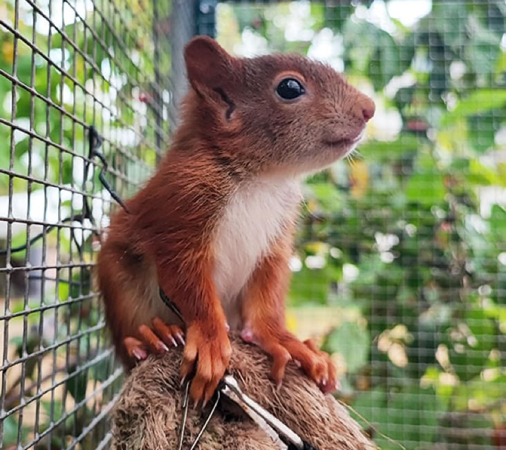 Eichhörnchen im Gehege