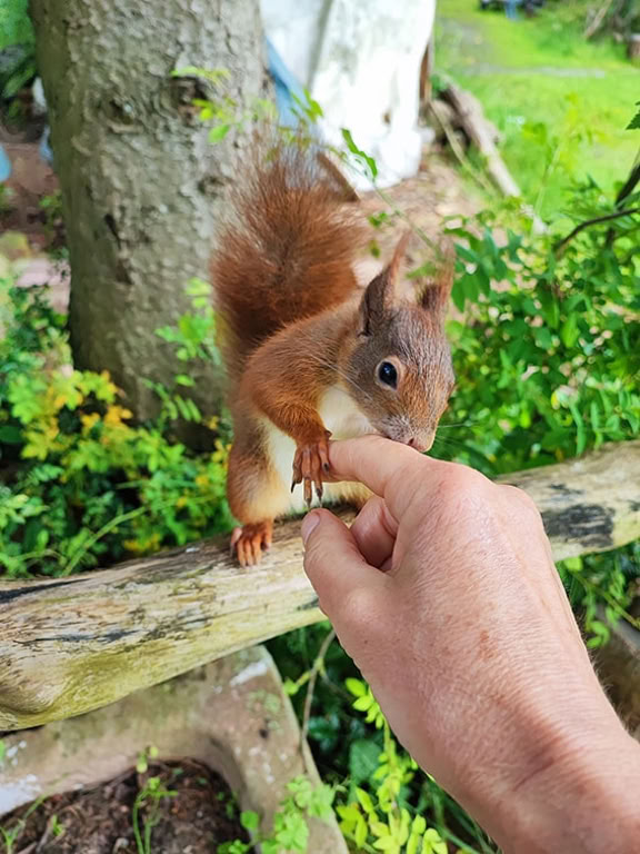 Eichhörnchen gibt Pfötchen