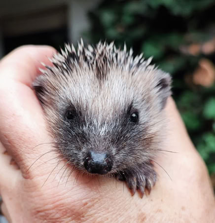Junger Igel