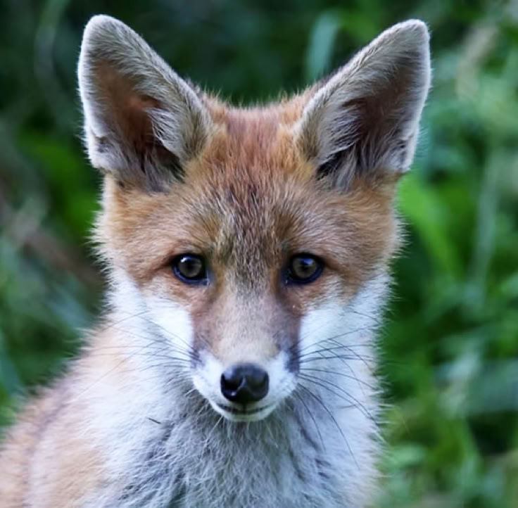 Fuchs schaut in die Kamera