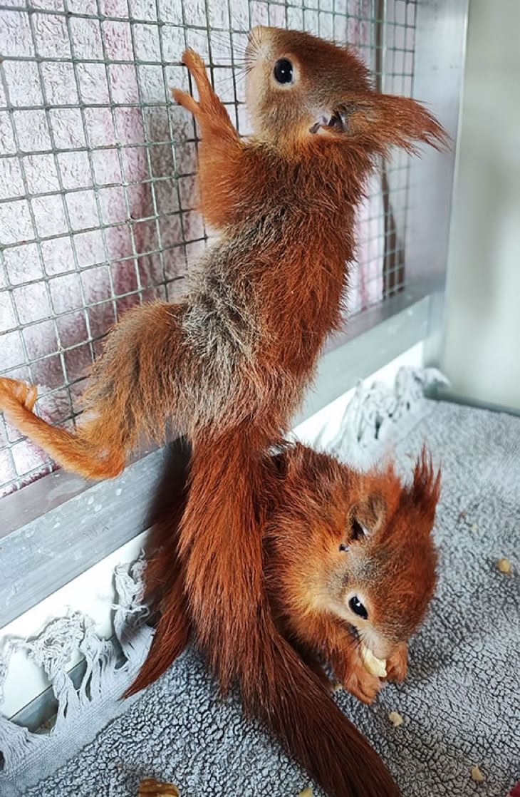 Zwei Eichhörnchen im Gehege