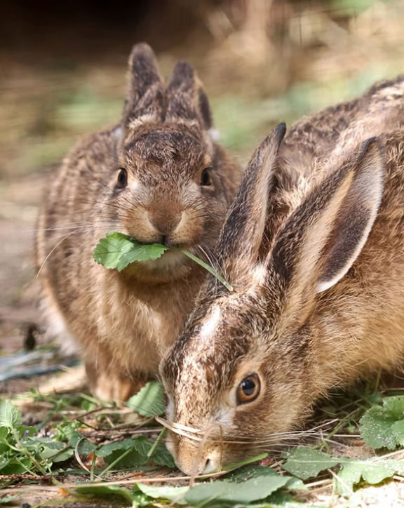 Zwei Feldhasen