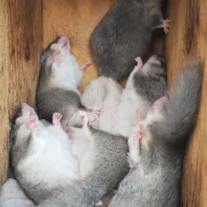 Schlafende Siebenschläfer im Nistkasten