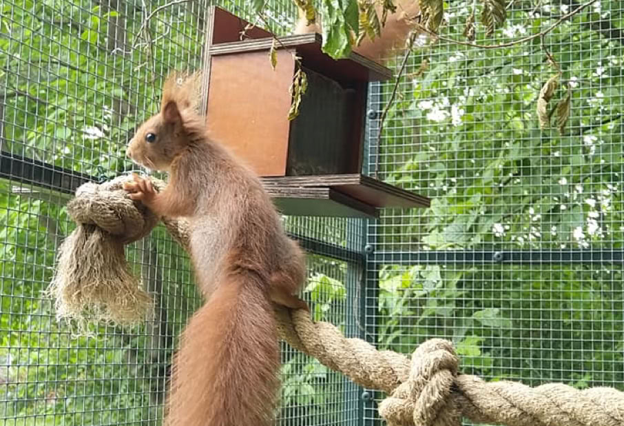 Eichhörnchen turnt im Gehege
