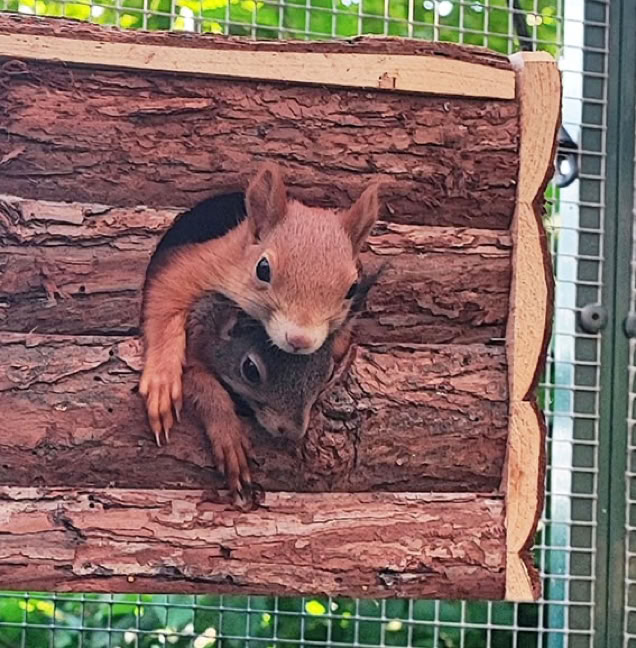 Zwei Eichhörnchen schauen aus einem Nistksten heraus