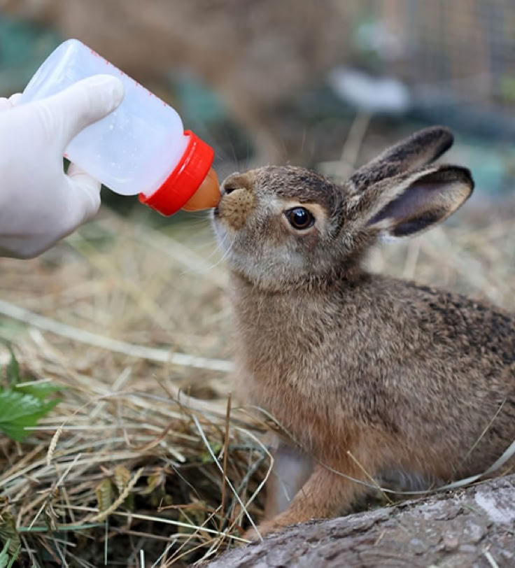 Feldhase bekommt die Flasche
