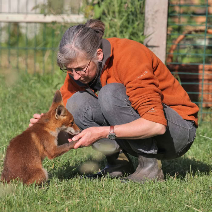 Fuchs wird betreut