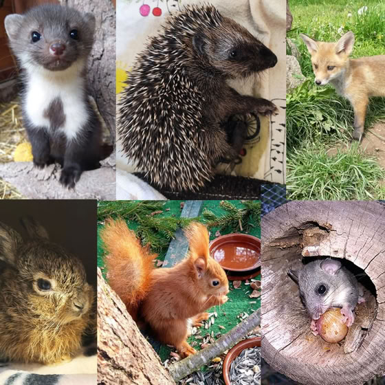 Collage aus Fotos von Wildtieren