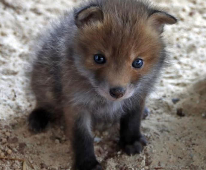 Junger Fuchs
