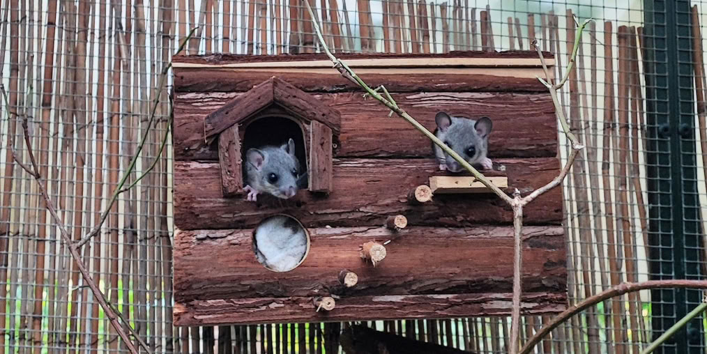 Zwei Siebenschläfer schauen aus einem Nistkasten
