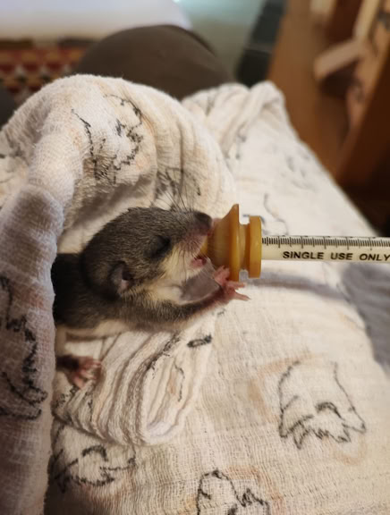 Siebenschläfer wird gefüttert